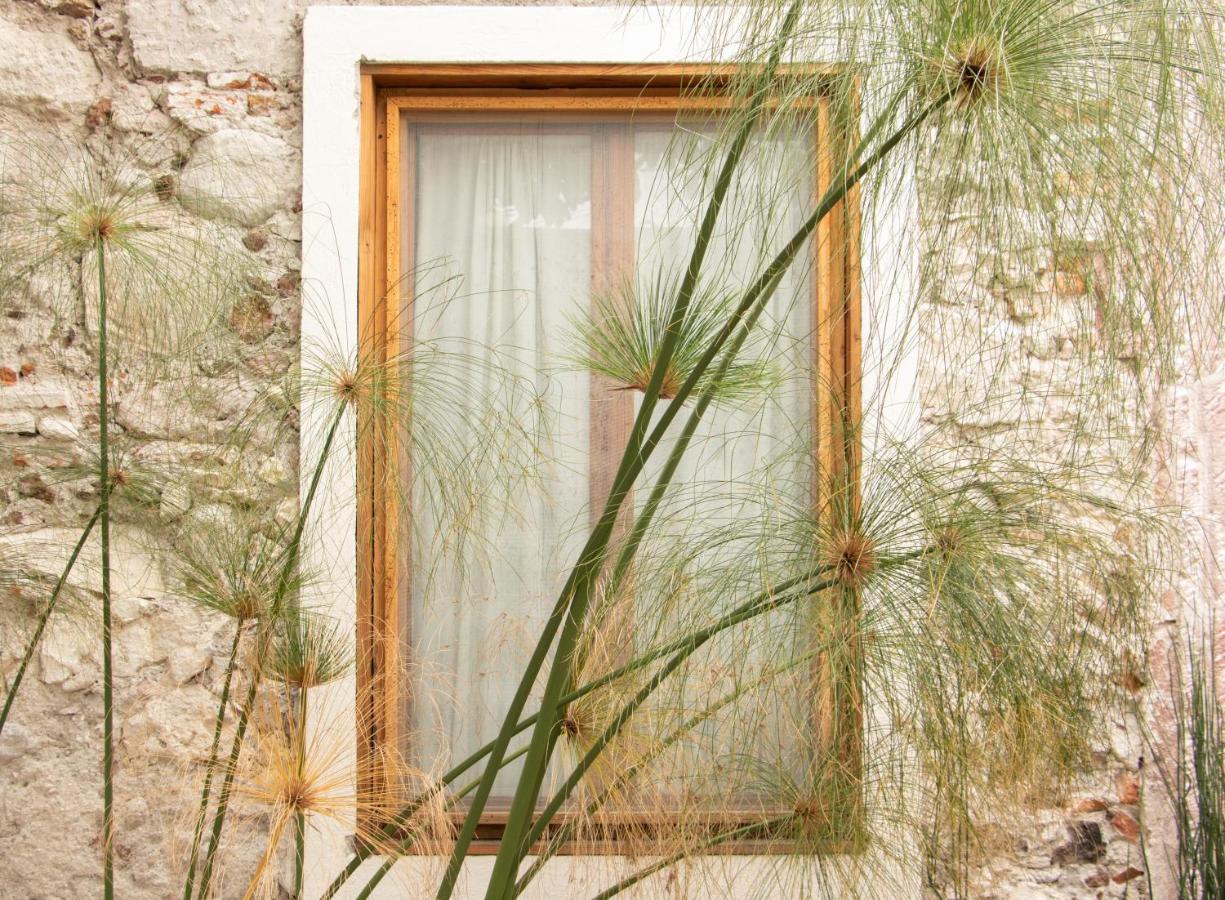 Orchid House Σαν Μιγκέλ ντε Αγιέντε Εξωτερικό φωτογραφία